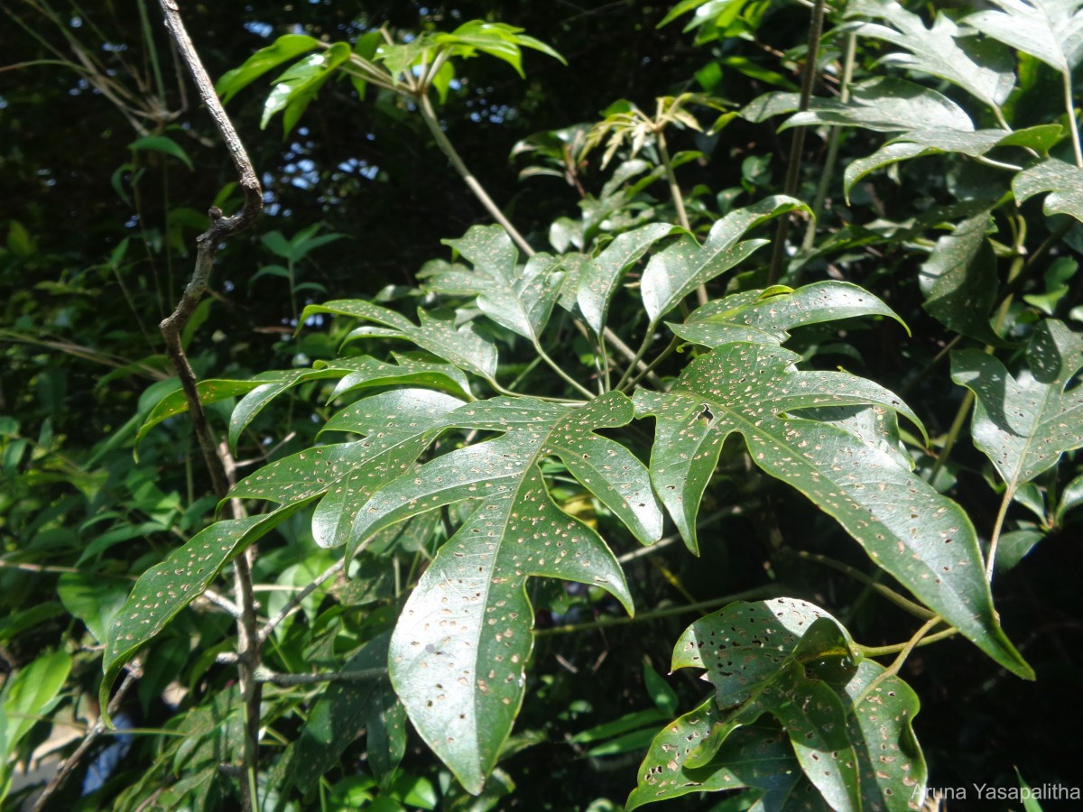 Schefflera heterobotrya Frodin